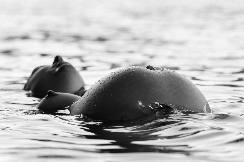 Schwangere liegt im See und hebt ihren Babybauch aus dem Wasser bei den Babybauchfotos in Hamburg draußen in der Natur